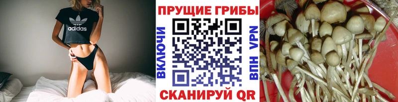 Псилоцибиновые грибы Psilocybe  Тогучин 